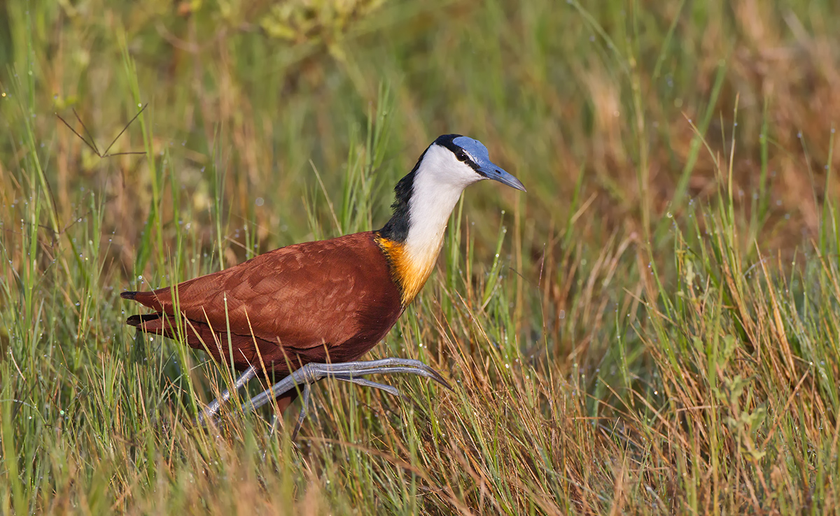 Jacana
