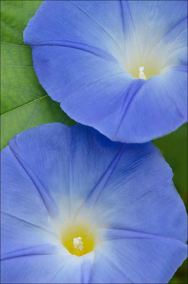 Blue Glory, Glory