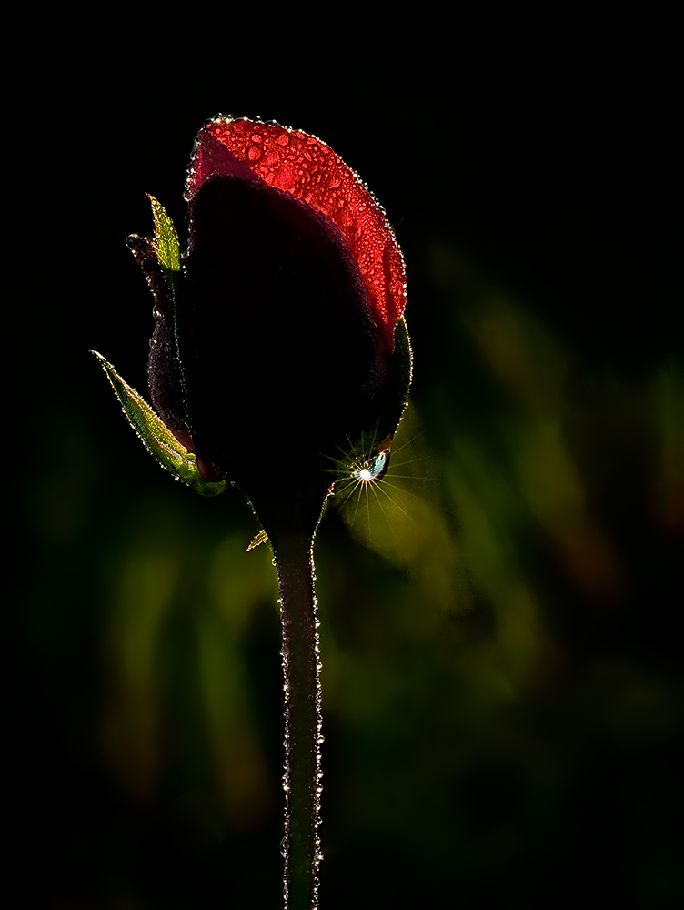 Red rose transparencies