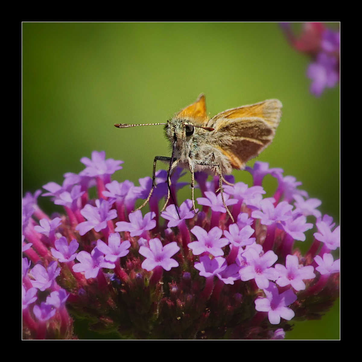 A Small Skipper + REP 
