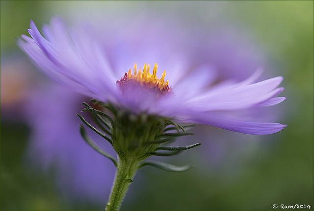 Aster 2