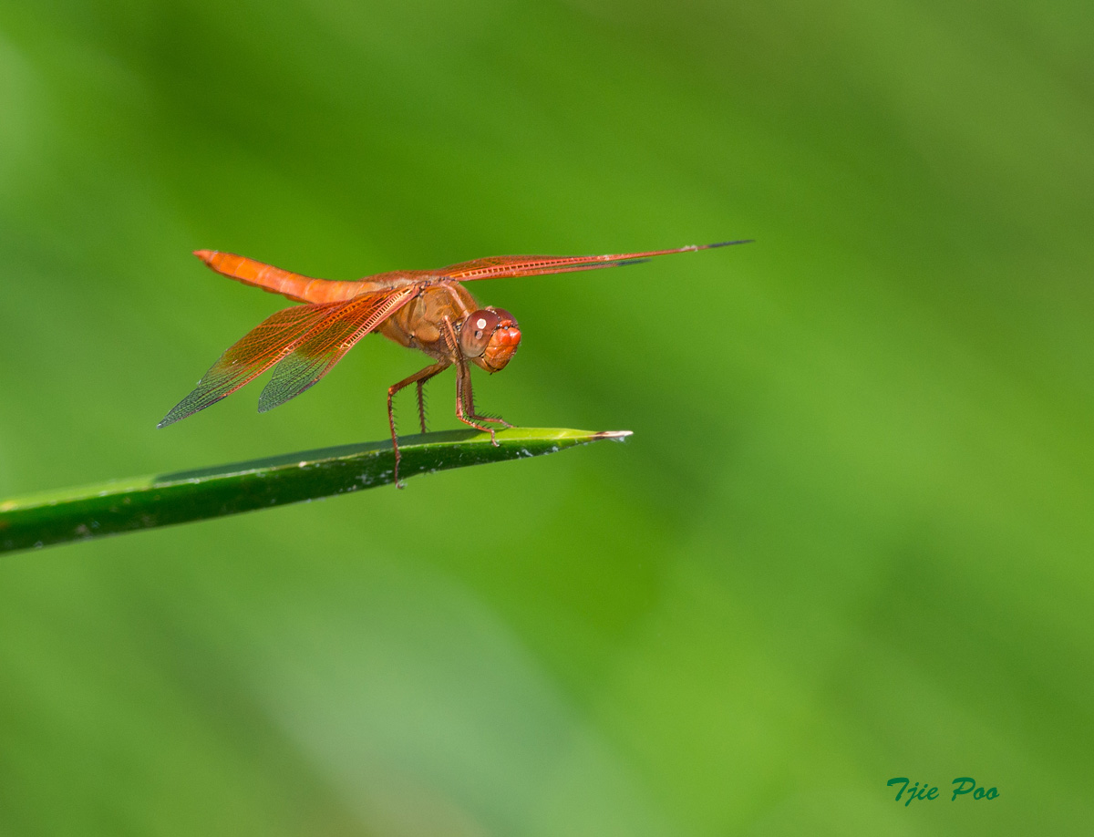 Flame Skimmer
