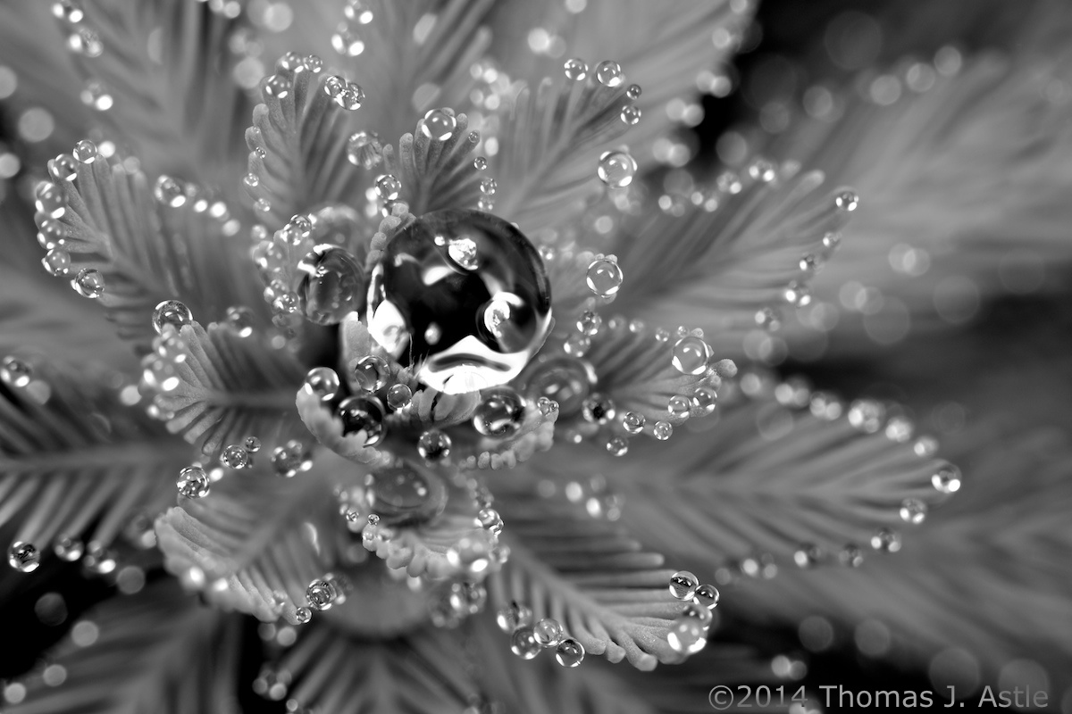 Decorated Parrot Feather