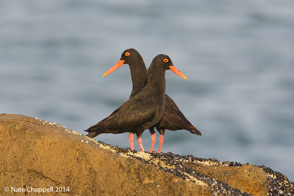 African Oystercatchers
