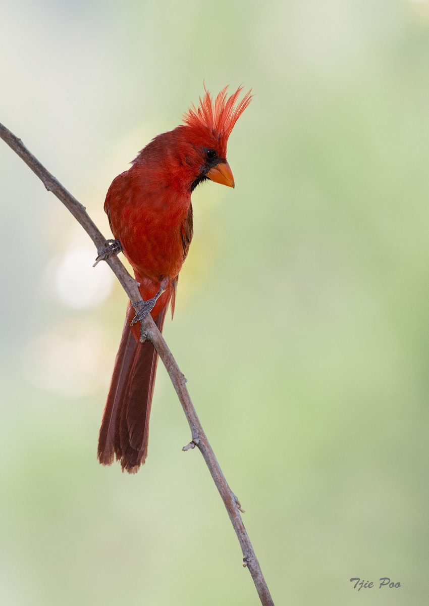 Northern Cardinal