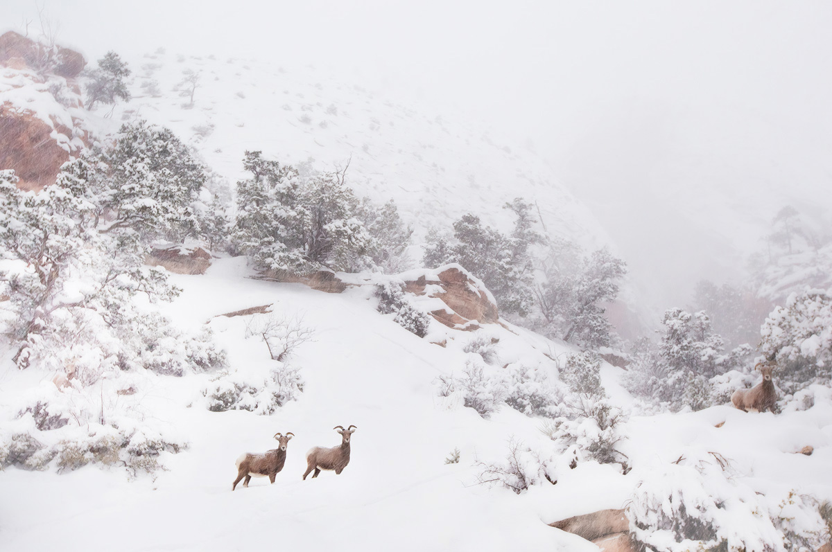 Lost in Snow