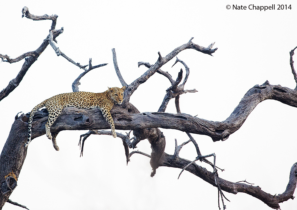 High Key Leopard
