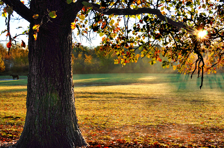 Fall Rays