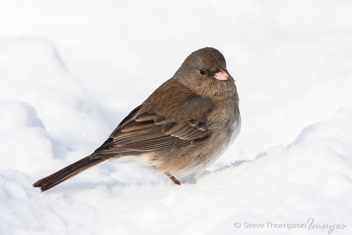 High-Key Junco