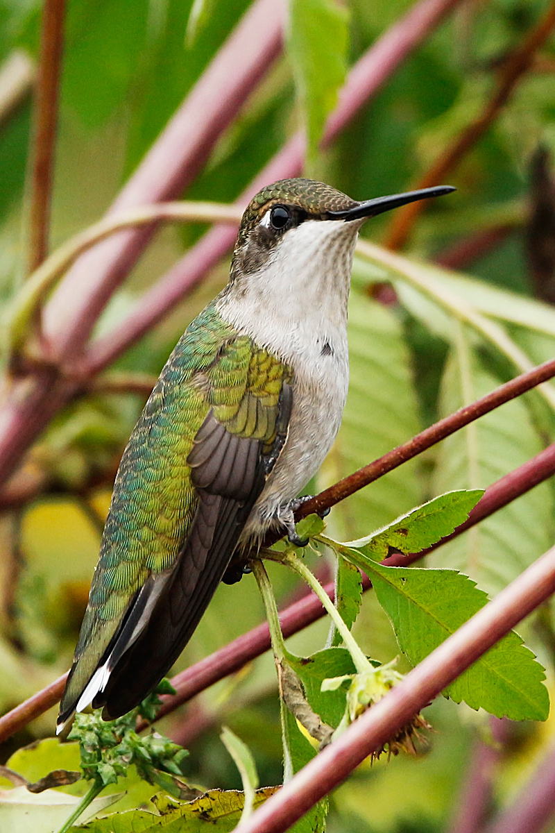RT Humming bird