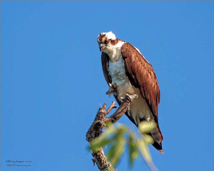 One Angry Osprey