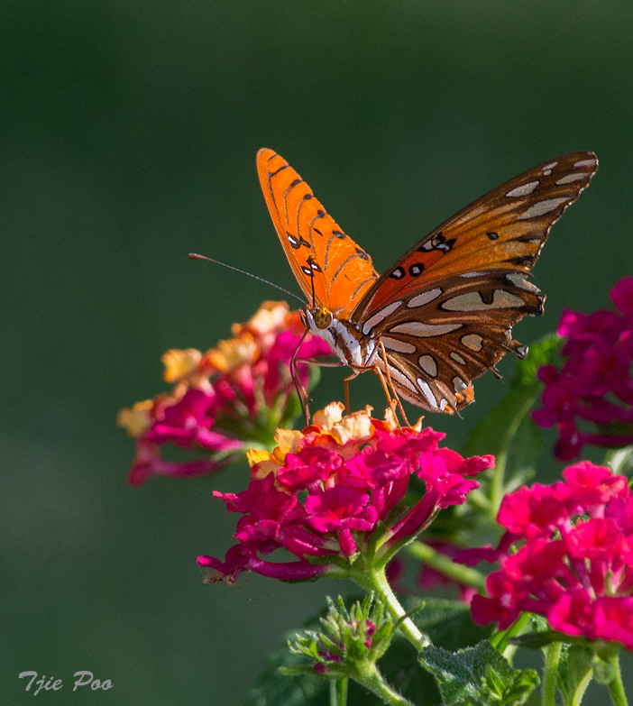 Gulf Fritillary