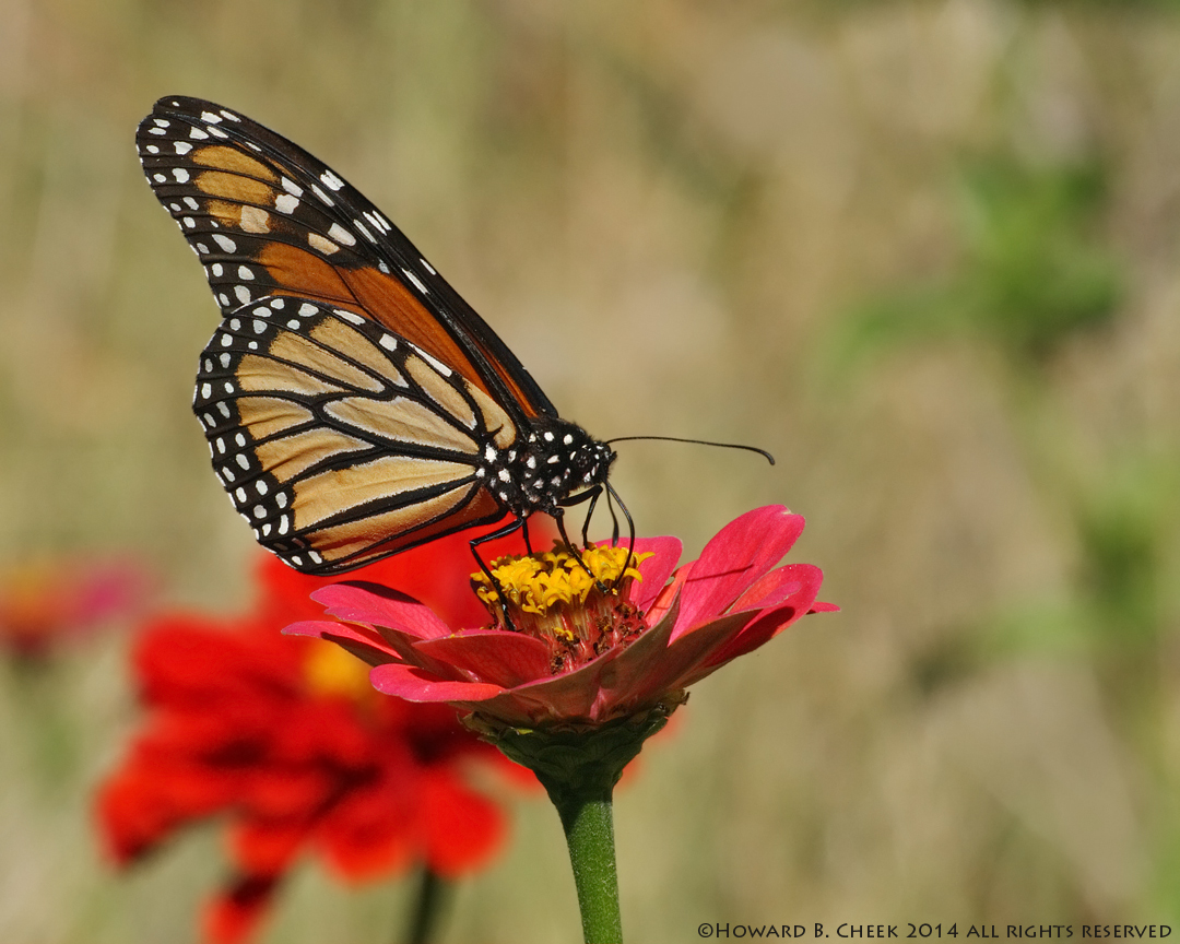 Where are the Monarchs?
