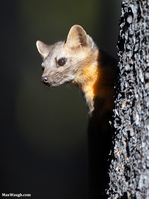 Pine Marten