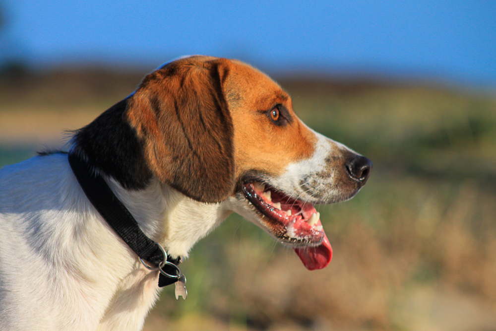 Beagle Excitement