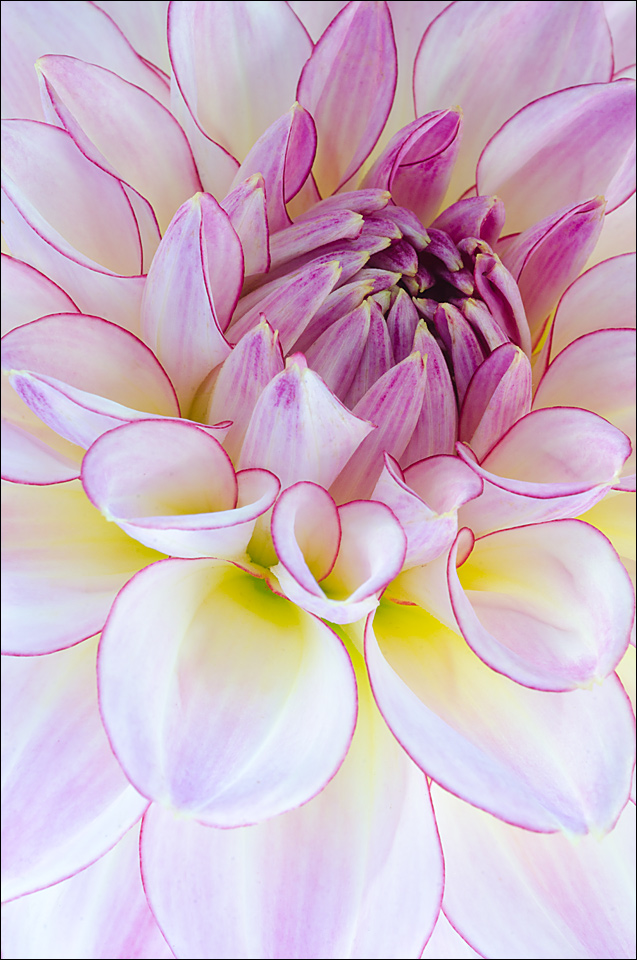Dahlia Redux 1