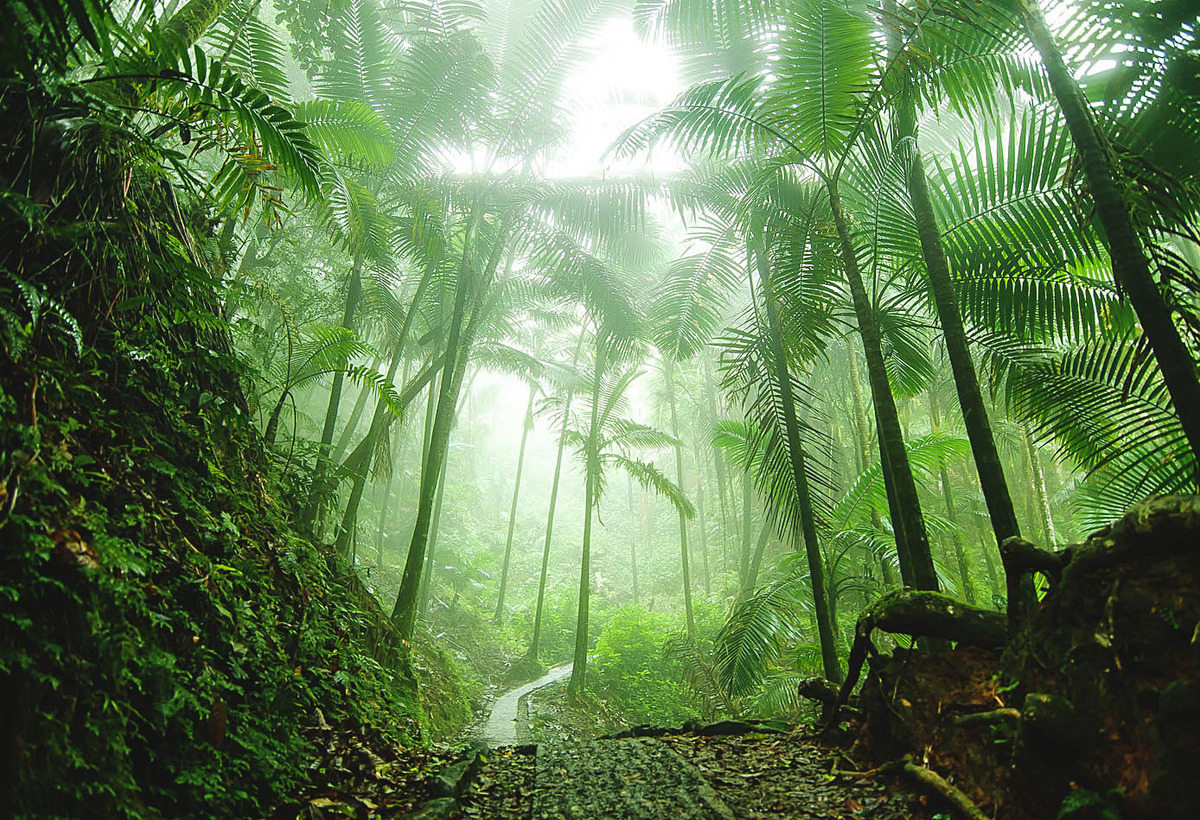 El Yunque Rainforest