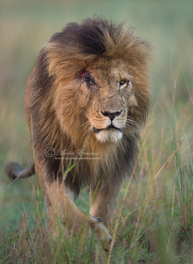 Warrior King