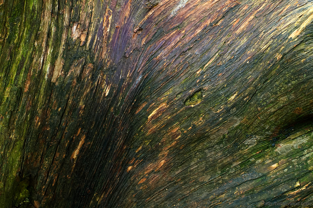 Shades of a Tree