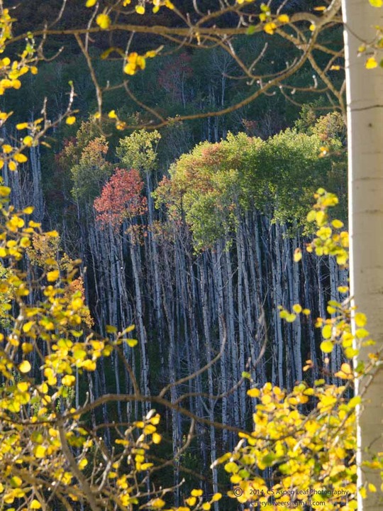 Window to Aspen