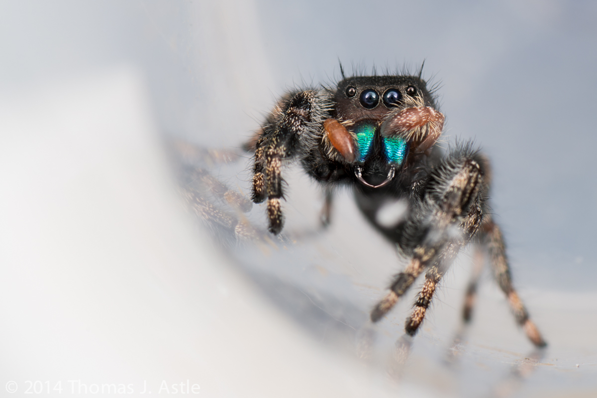 Spider in a Bottle