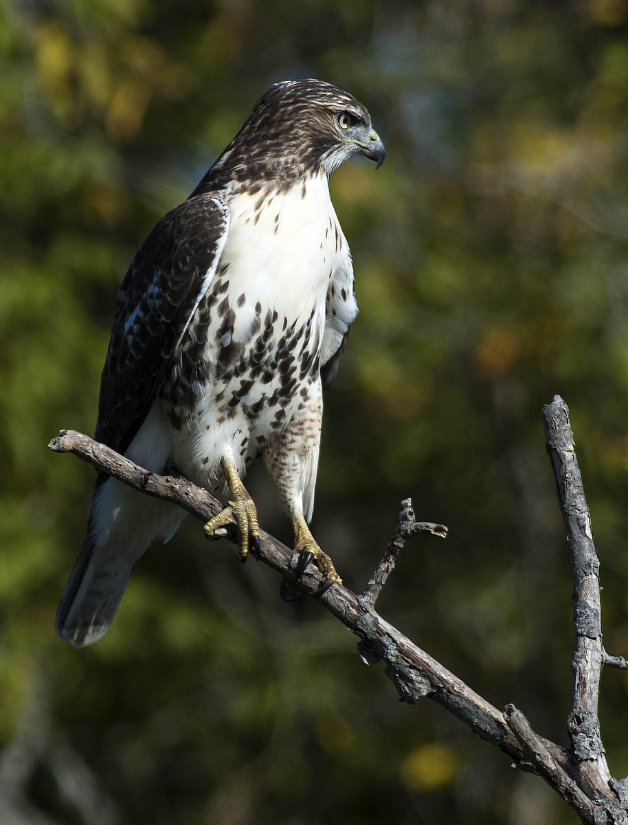 Looking for Prey