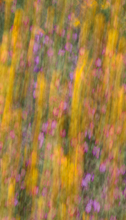 Floral Abstract