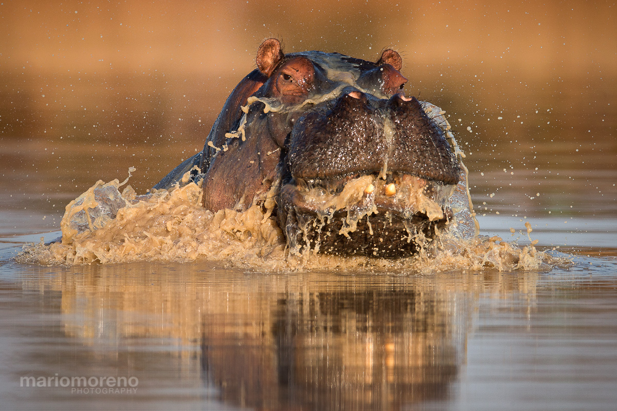 The Emerging Hippo
