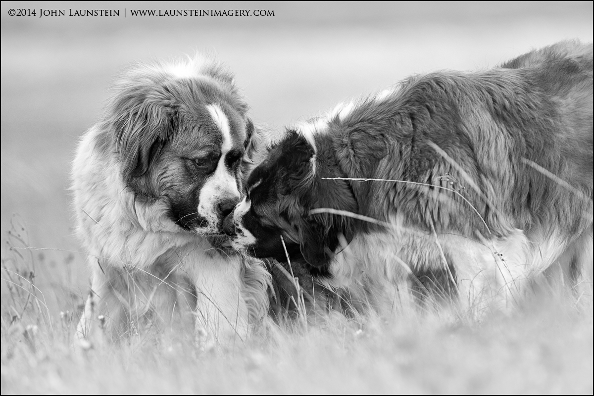 Best Buds - WC #655