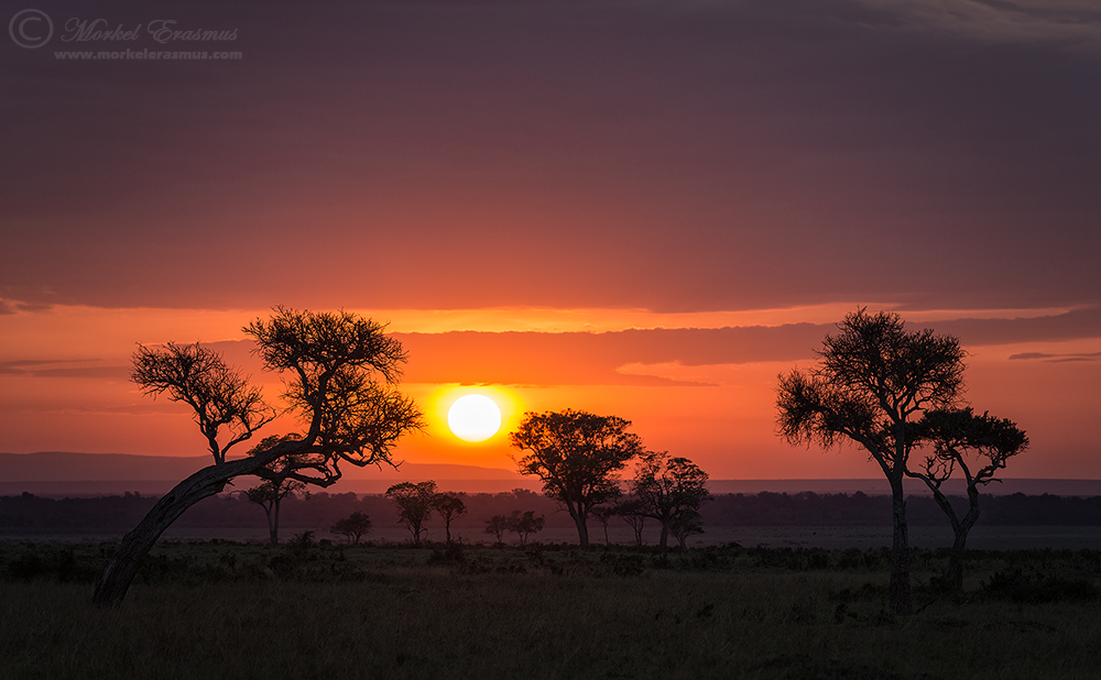 African Bliss