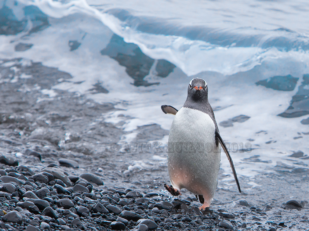 Gentoo leaving sea