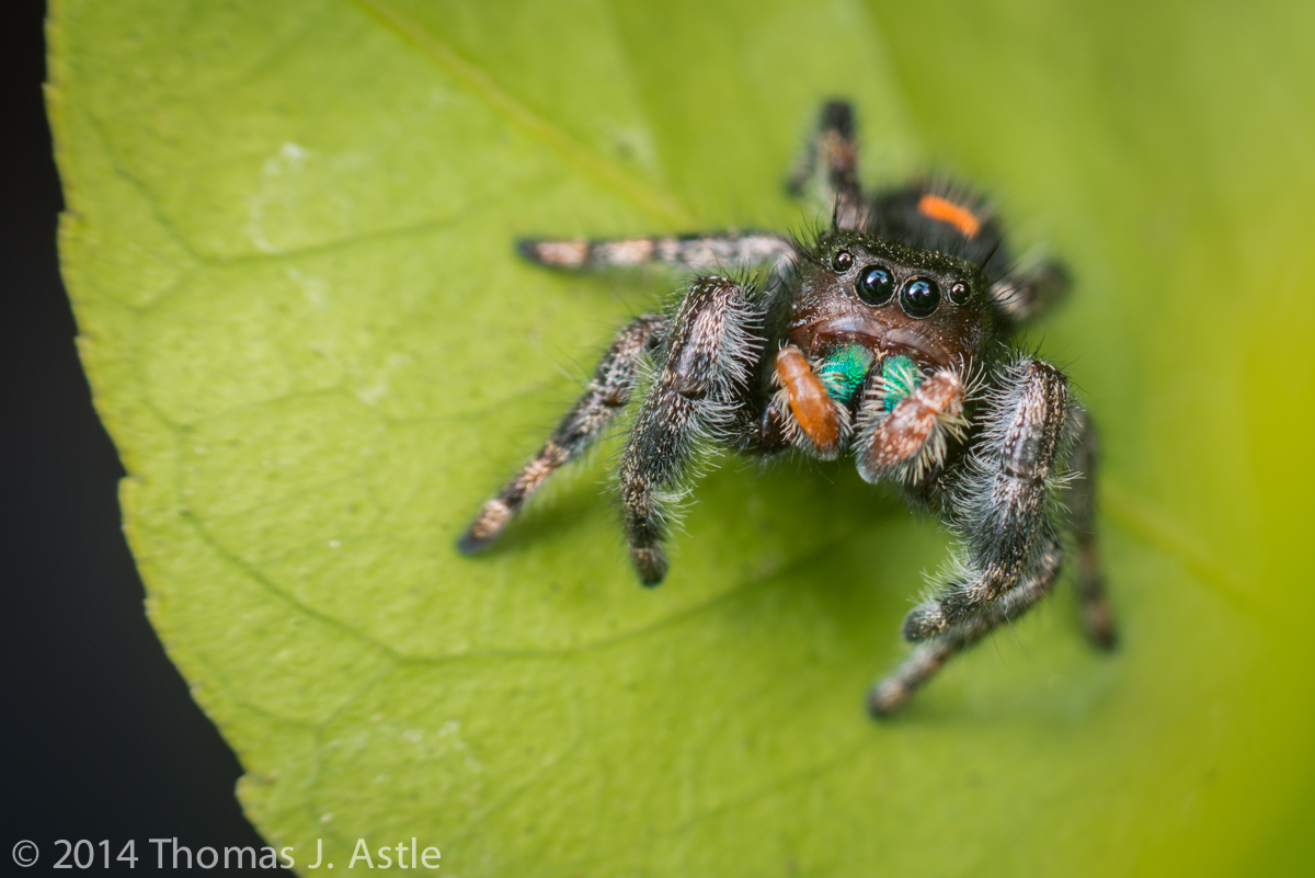 Watchful Jumping Spider