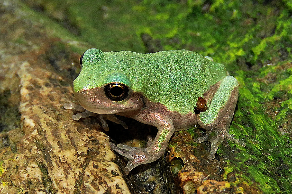 Grey tree frog not chorus