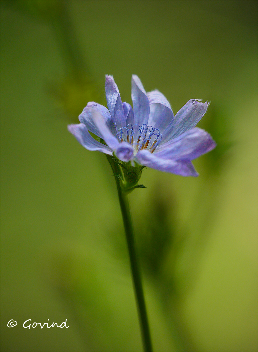 Chicory