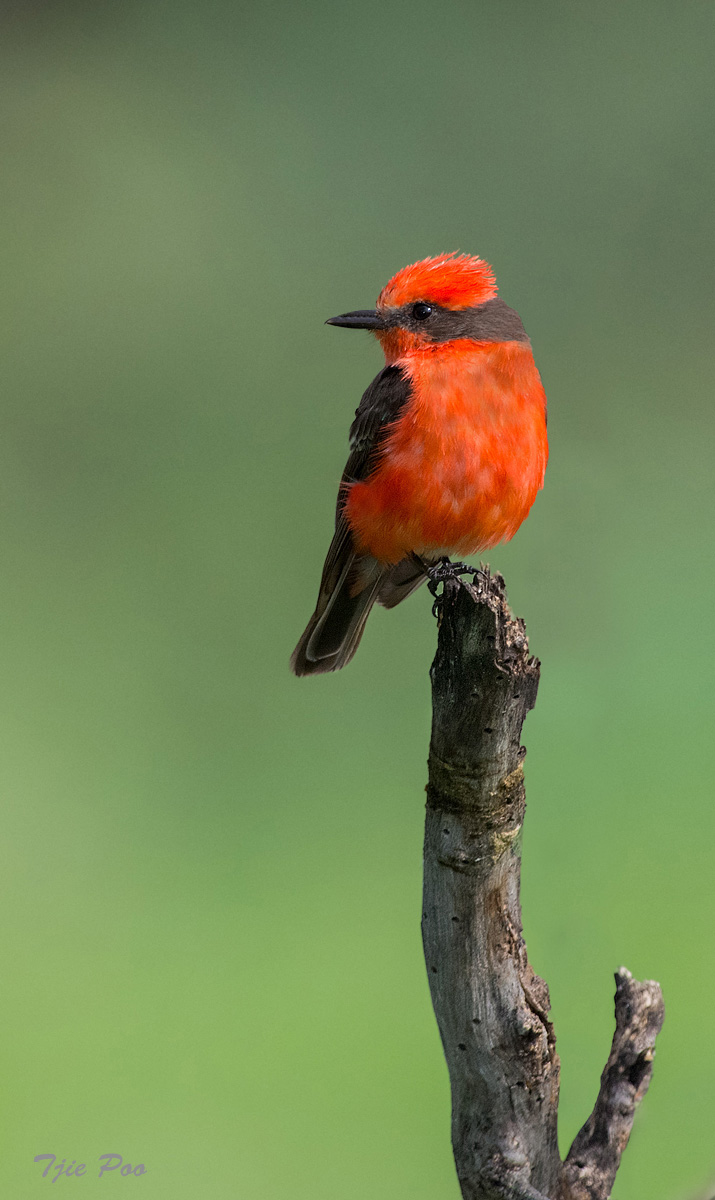 Vermilion Flycatcher