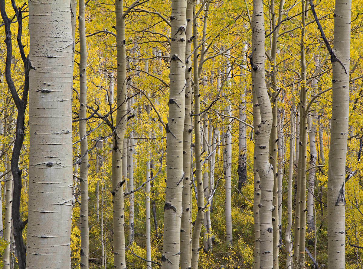 Grand Aspens