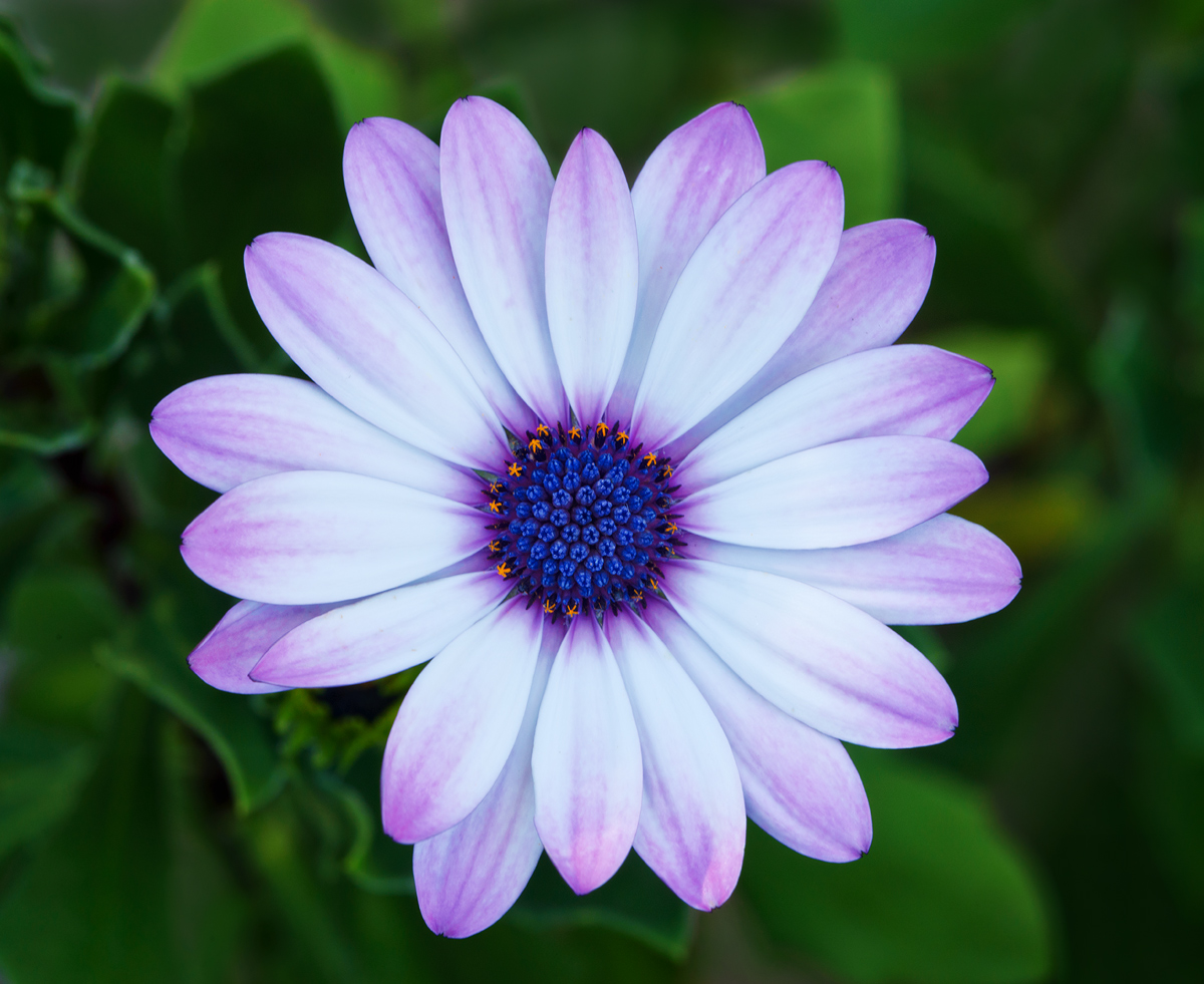 Osteospermum #3