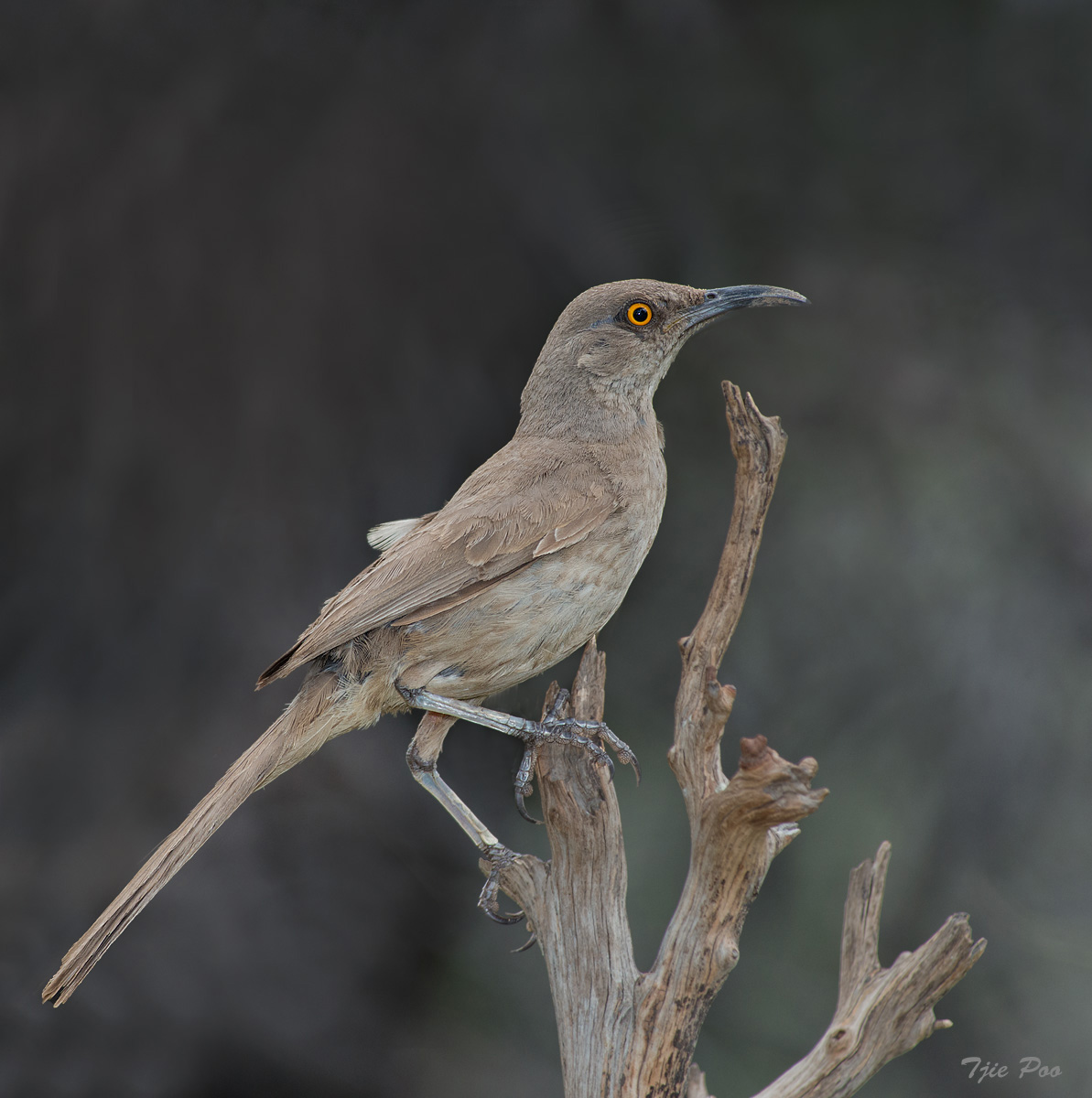 Curve-billed Thrasher