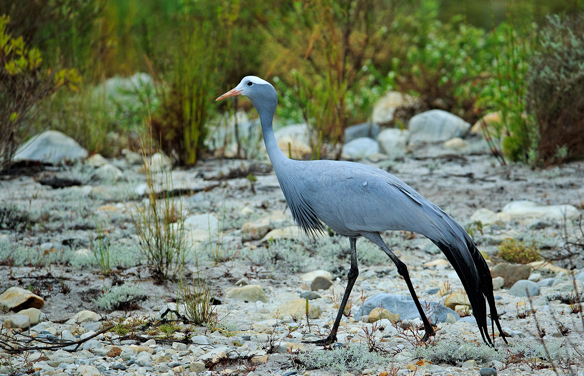 Blue Crane