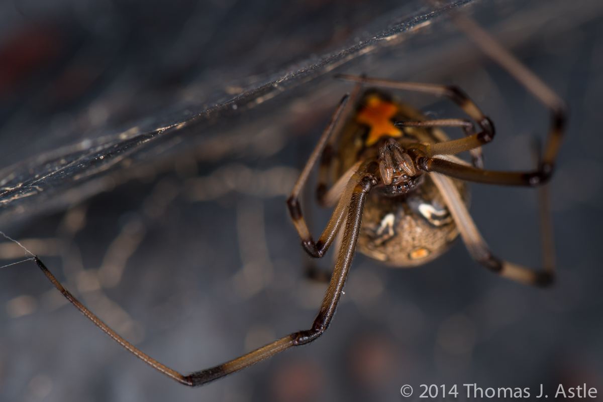 Brown Widow