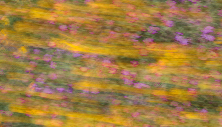 Floral Abstract repost