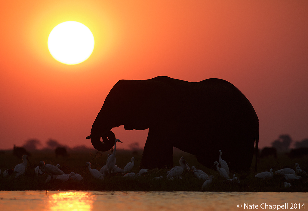 Chobe Sunset