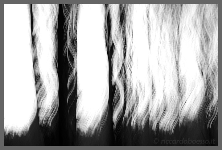 woods on fire