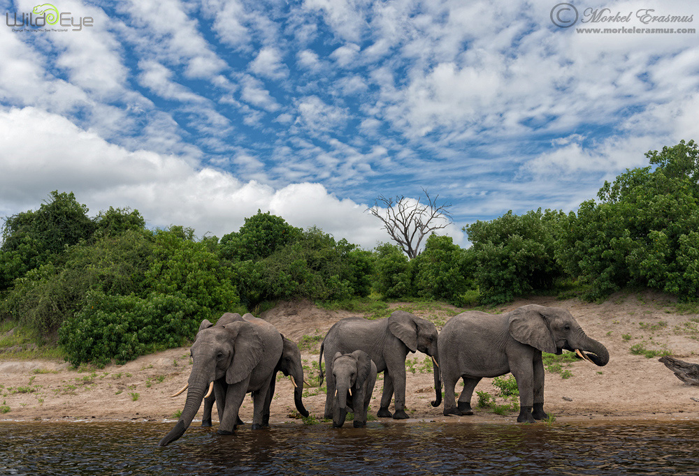 Teatime on the Chobe