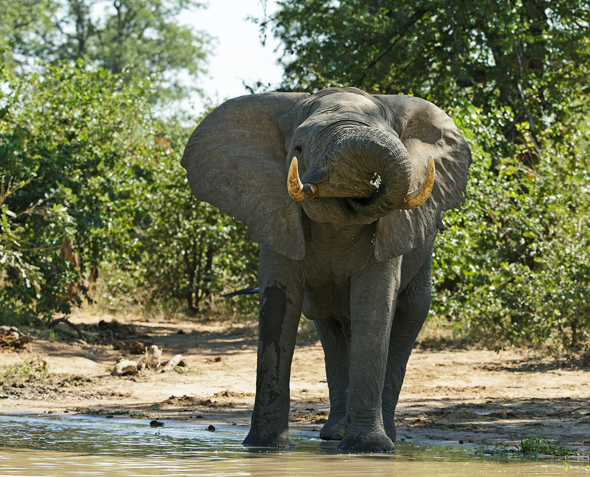 Gonars Elephant