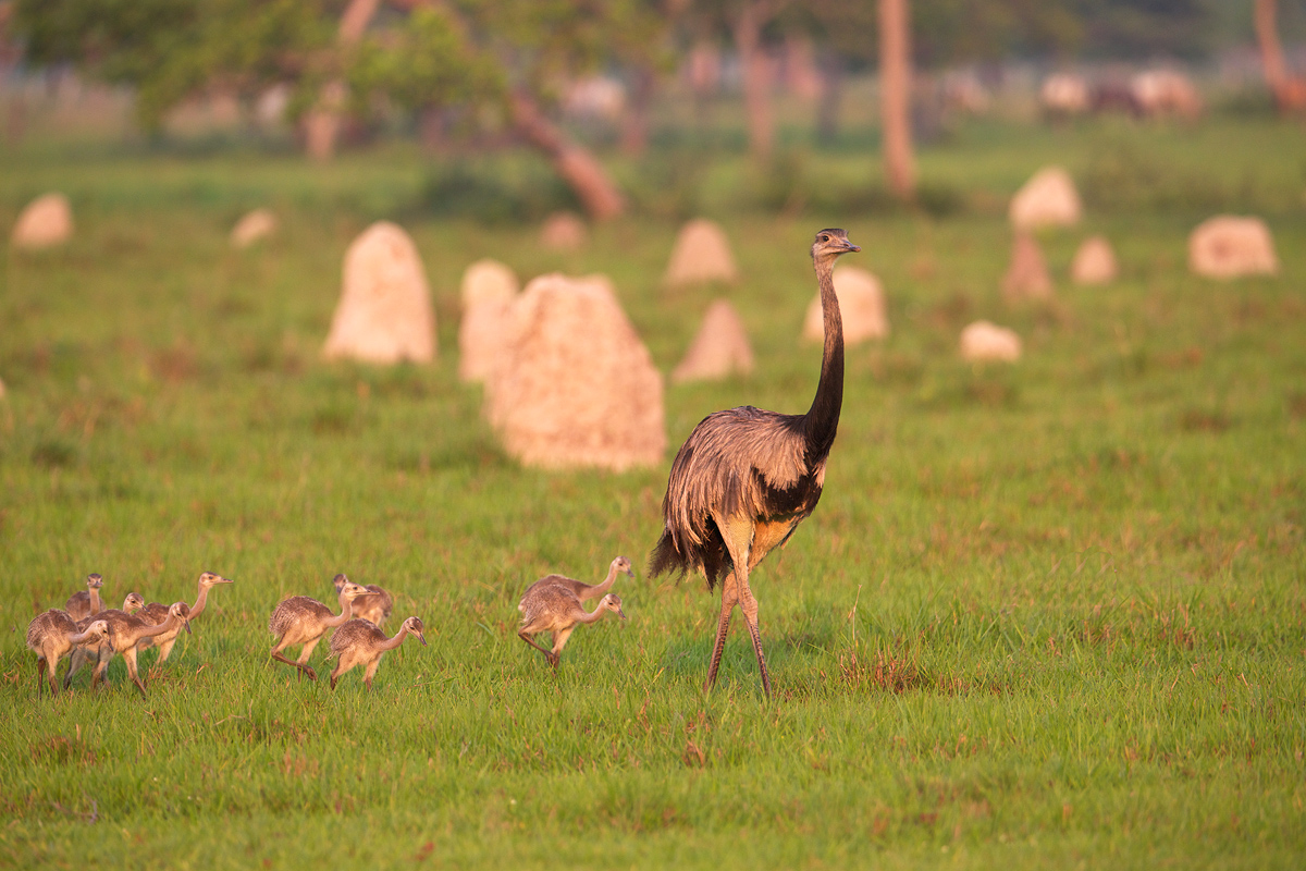 Greater Rhea and Kids