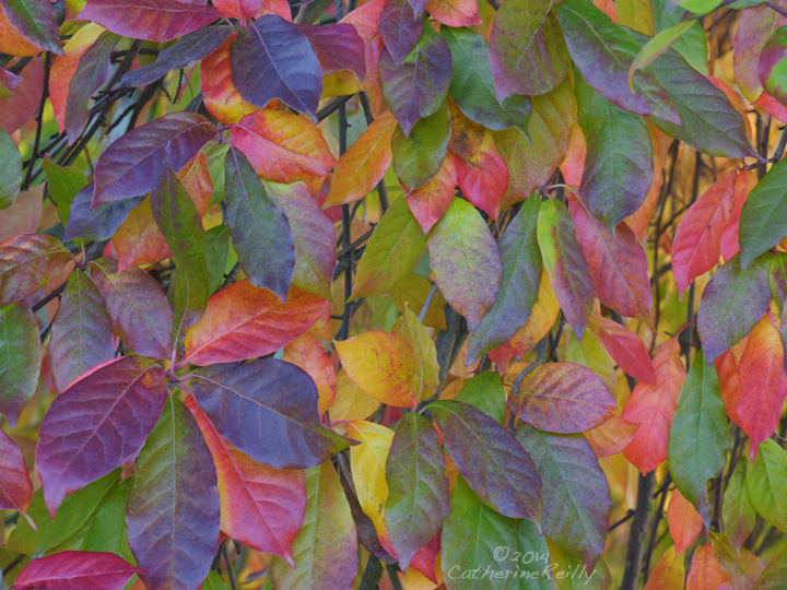 Autumn Color Bonanza