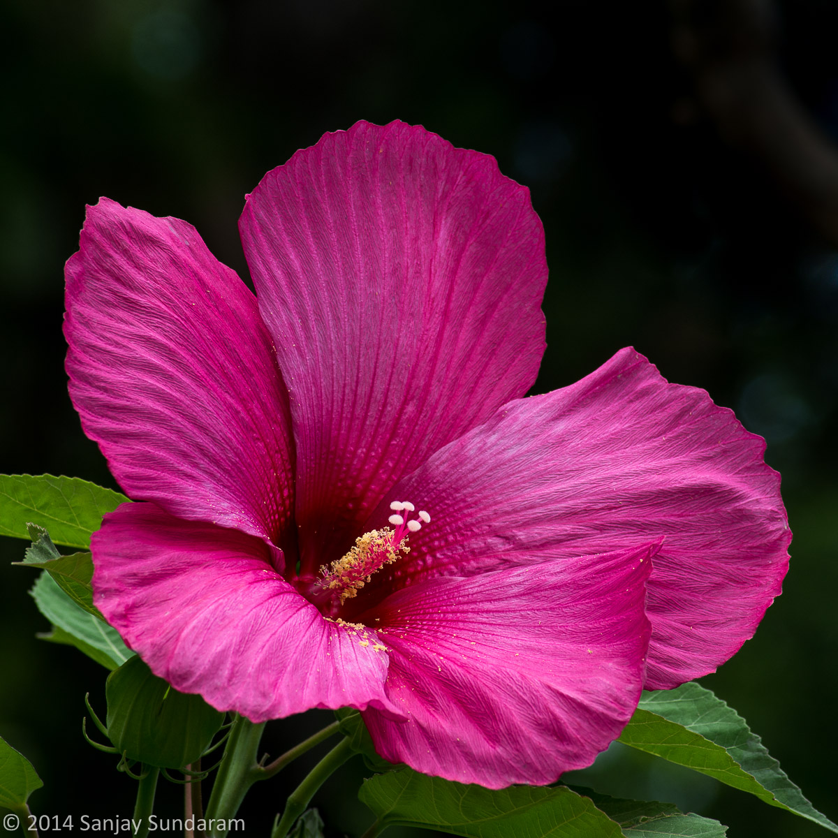 Pink Hibiscus