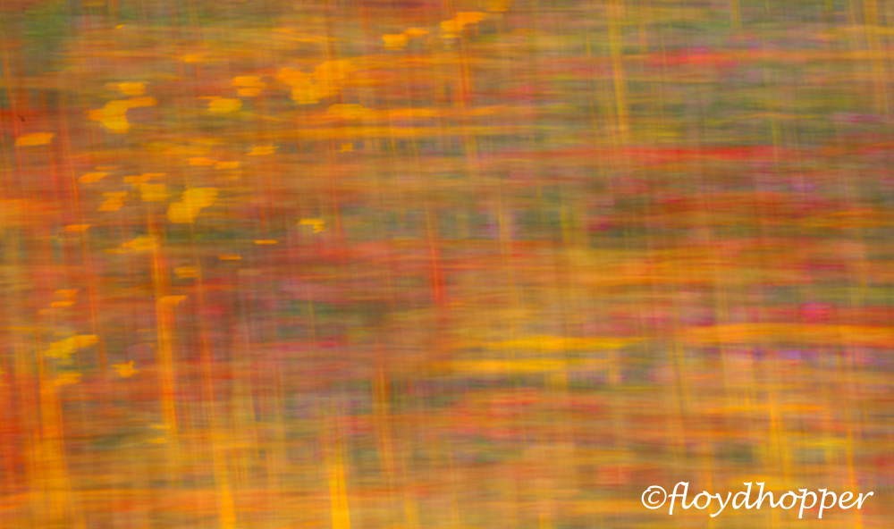 Garden Impressions