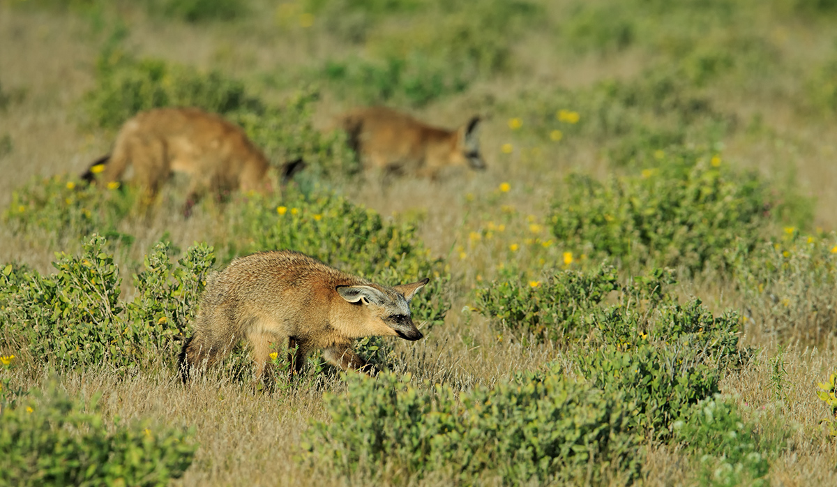 Bat Eared Fox
